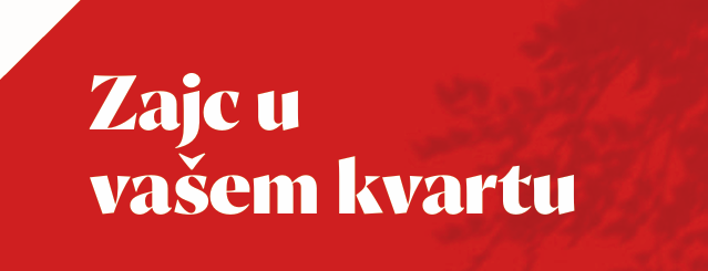 Zajc u vašem kvartu
